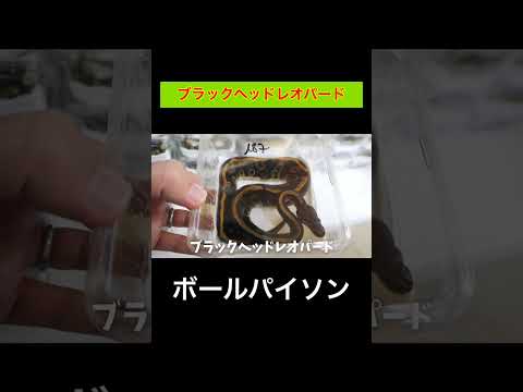 ブラックヘッドレオパード【ボールパイソン】(YouTube)