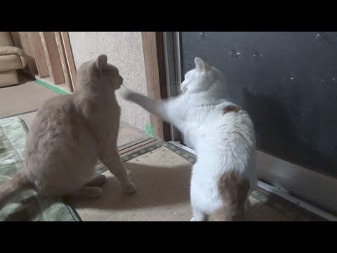 外に出れなくて機嫌が悪くなっちゃう猫(YouTube)