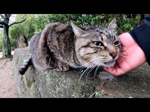 太ったキジトラ猫が雨宿りができる猫ハウスへ案内してくれた(YouTube)
