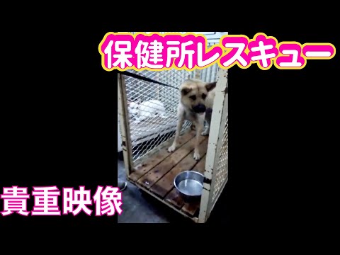 【観覧注意】ワサビちゃん保健所引き出し映像‼️(YouTube)
