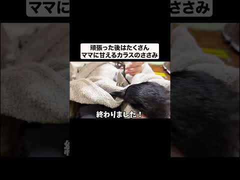 たくさん甘えるカラス#shorts(YouTube)