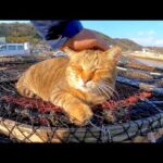 漁港に干してある網の上で寝ている猫を撫でる(YouTube)