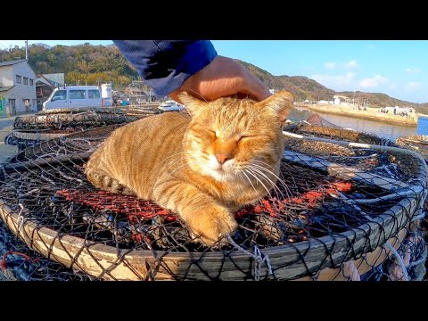 漁港に干してある網の上で寝ている猫を撫でる(YouTube)