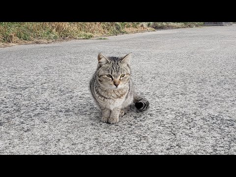 感動猫動画 のライブ配信(YouTube)