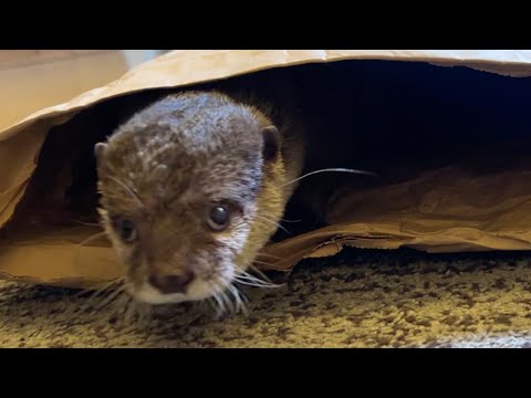 でっかい袋の中にジャーキー突っ込んだらカワウソは出てこなくなる？If you shove jerky in a big bag, will the otter stop coming out?(YouTube)