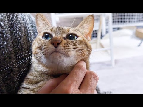 完全回復(？)した飼い主を見て嬉しそうに次から次へと周りを囲む犬と猫たち(YouTube)