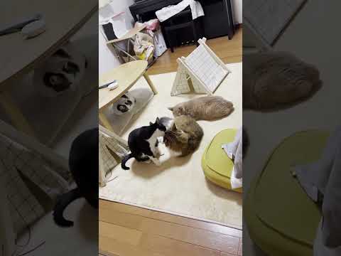 それは理不尽ですやん(YouTube)