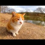 よく喋る猫ちゃん、他の猫とお喋り中だったけど顔を見るとモフられにきた(YouTube)