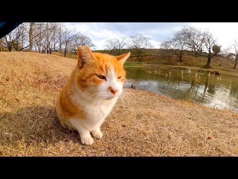 よく喋る猫ちゃん、他の猫とお喋り中だったけど顔を見るとモフられにきた(YouTube)