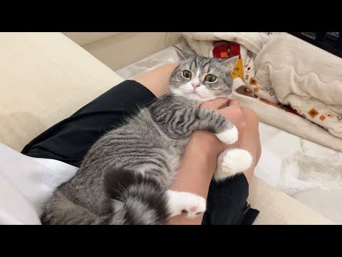どうしても仕事に行ってほしくない日の猫の抵抗がかわいすぎました…(YouTube)