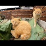 猫の大家族が漁具置き場でお魚の匂いにつつまれながらくつろぐ(YouTube)