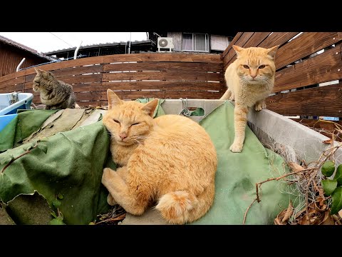 猫の大家族が漁具置き場でお魚の匂いにつつまれながらくつろぐ(YouTube)