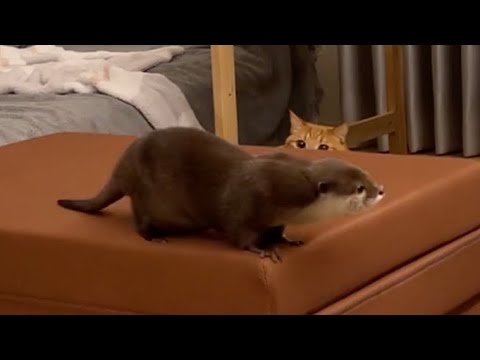 猫と陣地取りに負け、飼い主に泣きつき飼い主の服の中に住み始めるカワウソ Otter cries for its owner and begins to live in its clothes(YouTube)