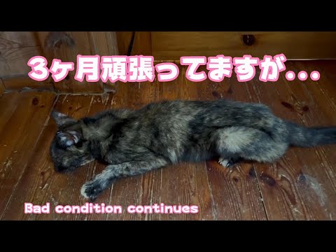 3か月間頑張ってますが・・・ Bad condition continues(YouTube)