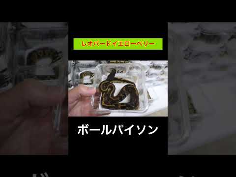 レオパードイエローベリー【ボールパイソン】(YouTube)