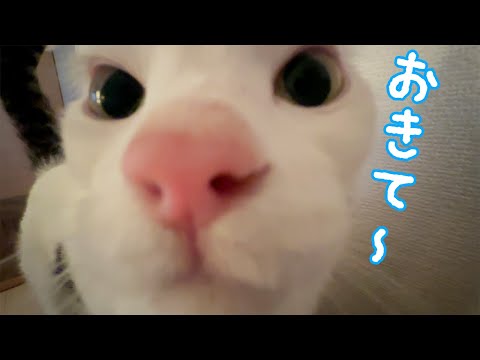 朝はチロさんがこうやって起こしに来ますｗ(YouTube)