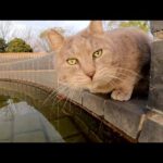 太った灰色猫ちゃんが噴水の水をゴクゴク飲んで水分補給！(YouTube)