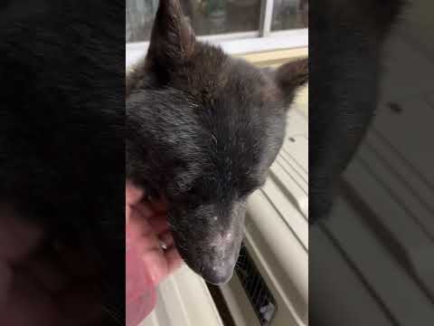 甲斐犬子熊ちゃん実は猫(YouTube)
