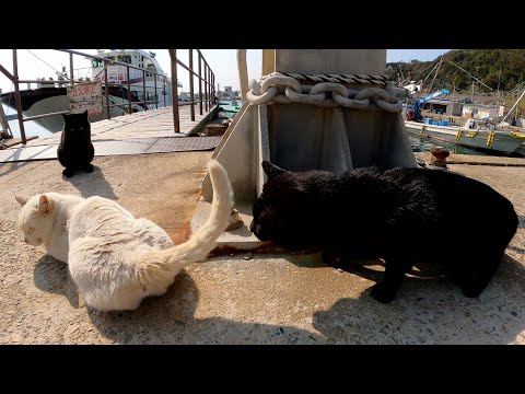 白猫ちゃんが二匹の黒猫からナンパされる(YouTube)