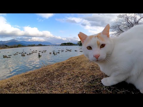 鳥を眺める猫(YouTube)