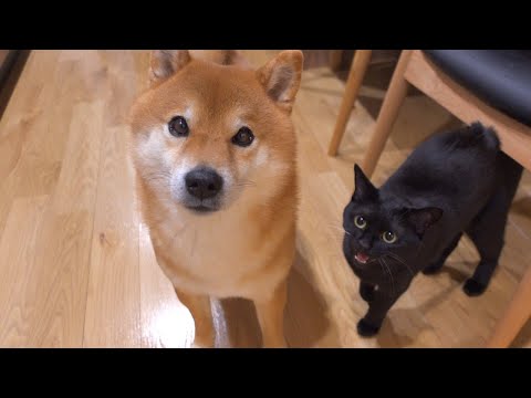 猫語でなにかを問い続ける柴犬大好きな黒猫。(YouTube)