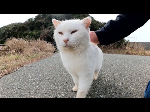 広場へ行くと、白猫とブチ猫が「ようこそニャ！」とお出迎えしてくれた(YouTube)