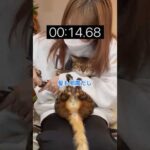 猫の爪切り1分チャレンジ（テト編）💙 #shorts(YouTube)