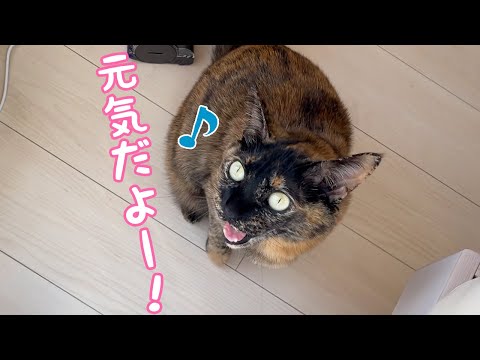 元気になってみんなにアピールしまくるモモっちが可愛い…！(YouTube)
