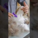 ファーミネーターで大型長毛猫のトトロ風オブジェ爆誕【ボス吉FURminator2021】#Shorts(YouTube)