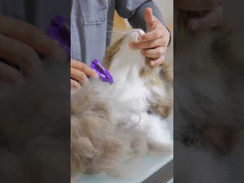ファーミネーターで大型長毛猫のトトロ風オブジェ爆誕【ボス吉FURminator2021】#Shorts(YouTube)