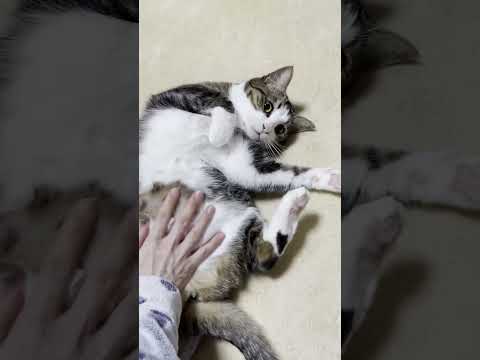 ヘンな鳴き声が混ざっている猫(YouTube)