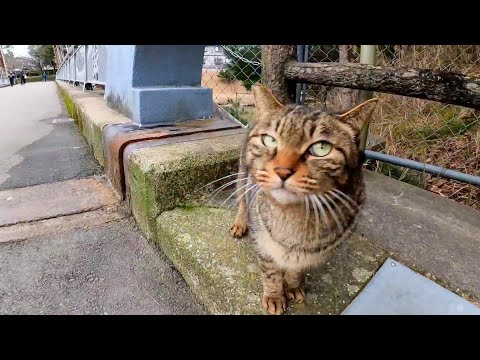 【今週のボツ動画】今週撮った短い未公開動画まとめて公開-unreleased video of this week-2023/2/3w(YouTube)