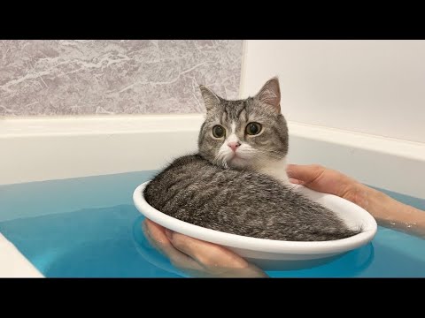 寒がりな猫と一緒にお風呂に入ったら気持ち良すぎてこうなっちゃいました笑(YouTube)
