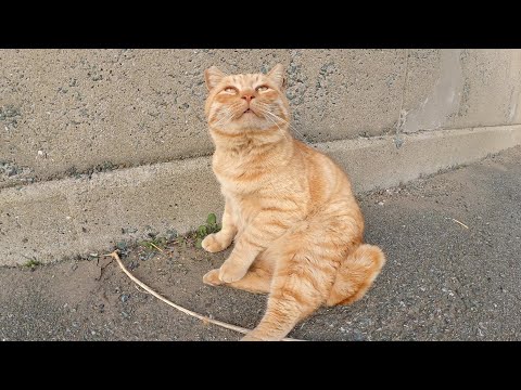 太った茶トラ猫をモフっているとだんだん無防備な体勢になっていく(YouTube)