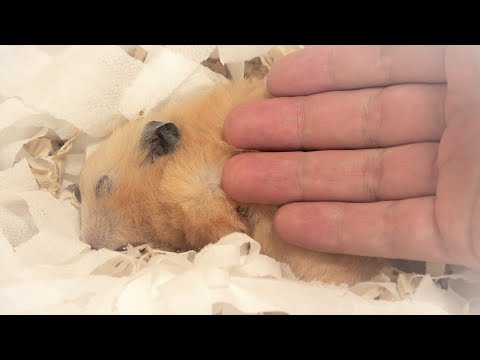撮影中に、きんちゃんが息を引き取りました。2歳6ヶ月【ハムスター】(YouTube)