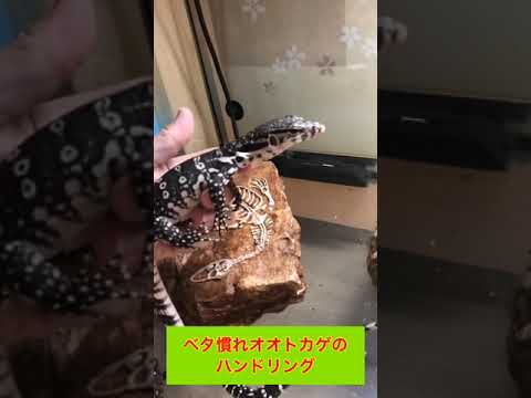 ベタ慣れオオトカゲのハンドリング(YouTube)