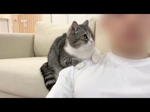 映画ばかり見てたらかまってもらえない猫がついにこうなっちゃいましたw(YouTube)