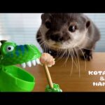 おやつが消えるイタズラに文句を言いまくるカワウソ　Pranking the Otters with a Lollipop Dinosaur Robot(YouTube)