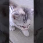 拾われてわが家にやって来た捨て猫ネコ吉🐈外に出たくて泣き続け、ようやく出れて嬉しそう💛 #Shorts #子猫保護(YouTube)