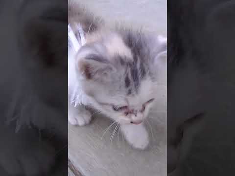 拾われてわが家にやって来た捨て猫ネコ吉🐈外に出たくて泣き続け、ようやく出れて嬉しそう💛 #Shorts #子猫保護(YouTube)