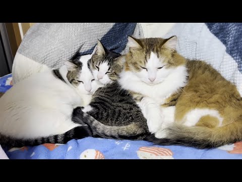 娘のベッドを団子になって温めておいてあげる猫(YouTube)