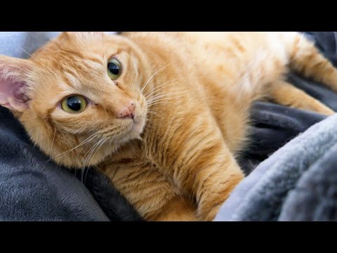 飼い主が風邪を引いたら猫たちが総出で看病してくれてとても癒されました(YouTube)