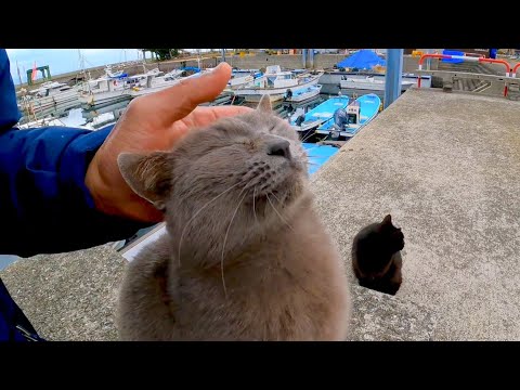 猫島で座ると猫が集まってきて楽しい(YouTube)