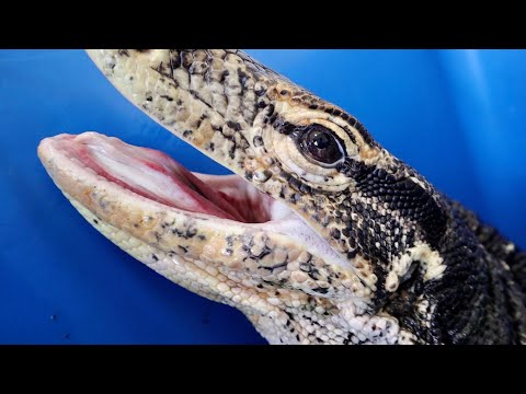 綺麗になったオオトカゲが肉を次々と丸呑みしていく(YouTube)