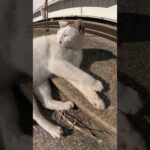 スヤスヤ眠ってたキジシロ猫が大きな鳴き声で目を覚ます(YouTube)