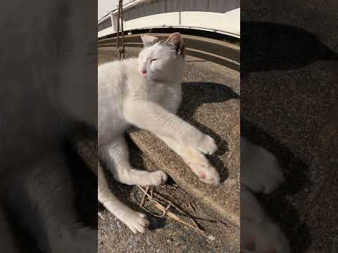 スヤスヤ眠ってたキジシロ猫が大きな鳴き声で目を覚ます(YouTube)