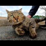 キジトラ猫をモフッていたら脱力してゴロンとなってしまった(YouTube)