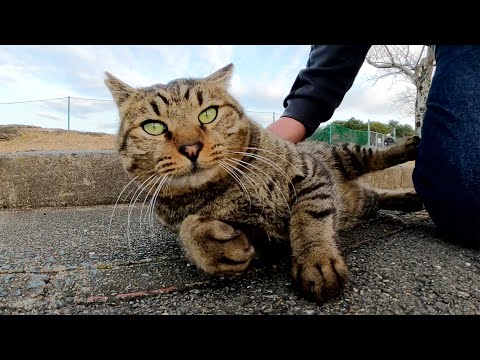 キジトラ猫をモフッていたら脱力してゴロンとなってしまった(YouTube)