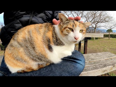 丸々と太った三毛猫を誘ったらひざの上に座ってくれた(YouTube)