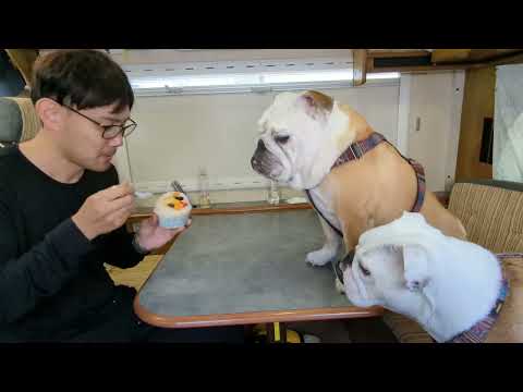 【車中泊の旅】日本本土最南端には何があるのか愛犬と確かめてきました!!(YouTube)